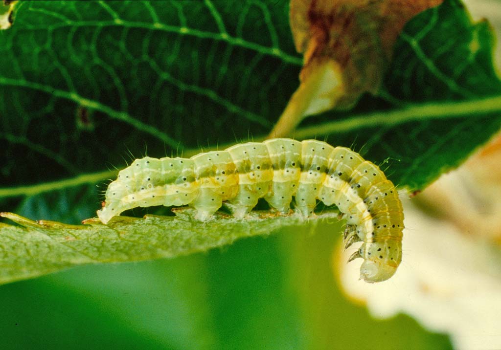 papillon de nuit sur un pommier
