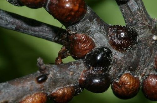 Cochenilles sur les pommiers et autres plantes : méthodes efficaces de lutte et de prévention