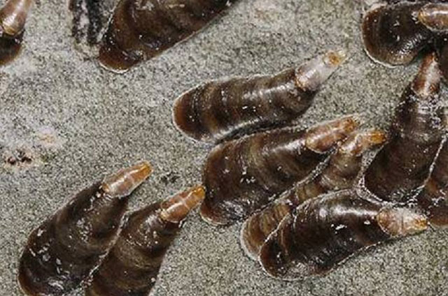 Cochenilles sur les pommiers et autres plantes : méthodes efficaces de lutte et de prévention