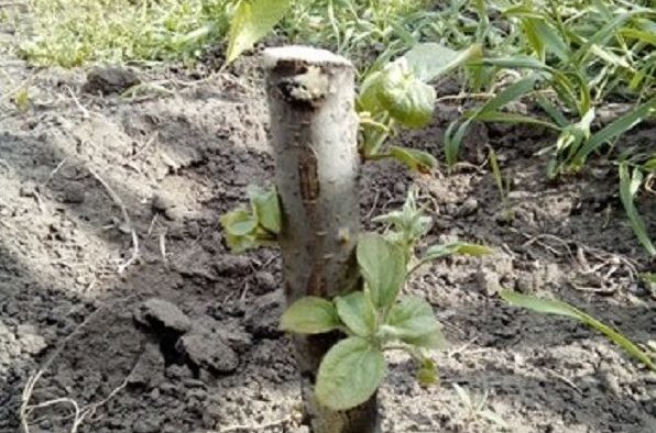 Comment protéger un pommier des rongeurs pendant l'hiver : les meilleures façons de couvrir le tronc et les branches