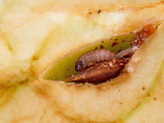 Carpocapse des pommes sur une pomme