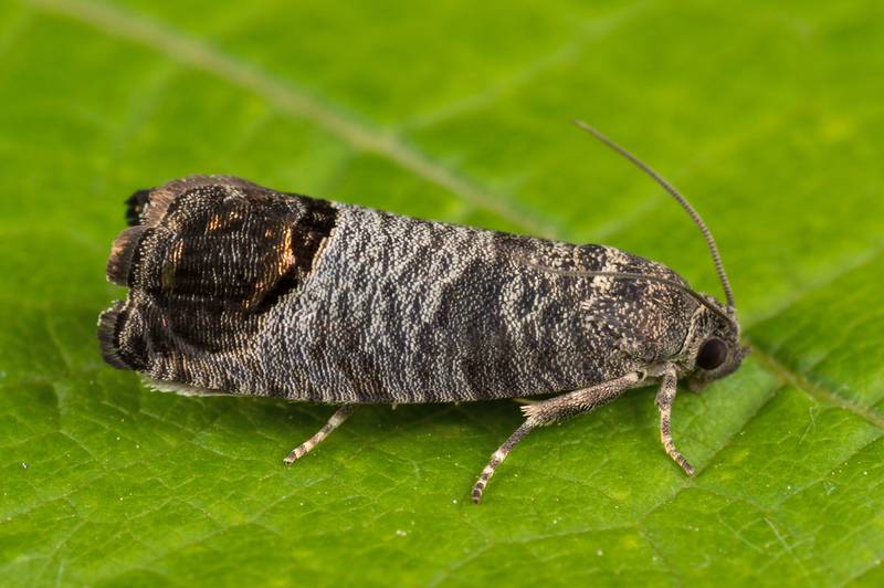 Le carpocapse des pommes et les méthodes efficaces de lutte