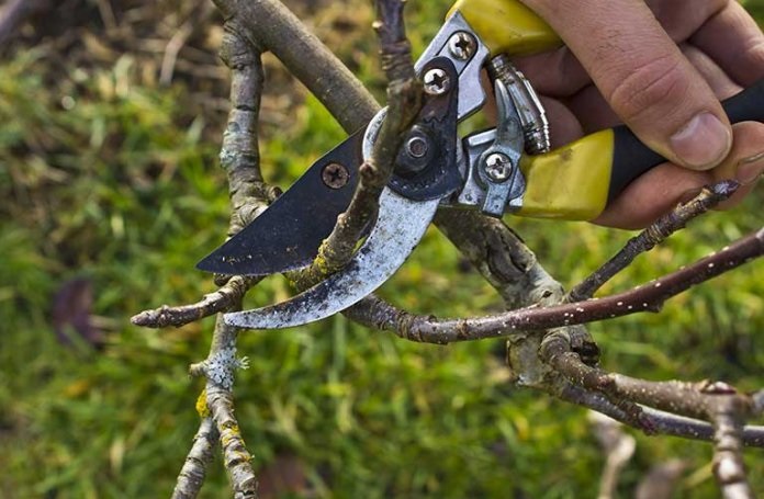 Pommier nain : Guide de plantation et d’entretien pour une bonne récolte