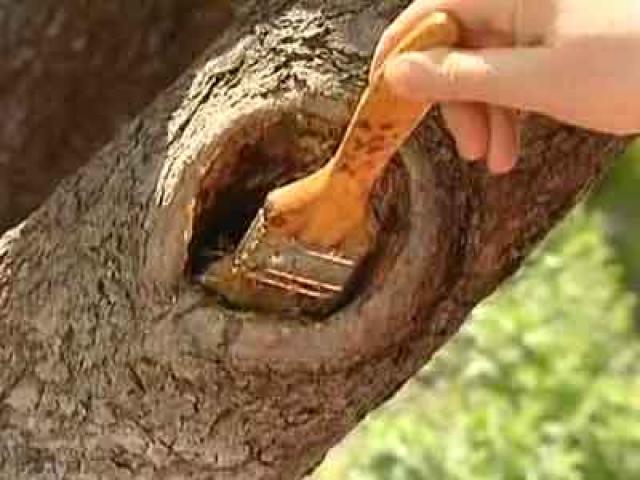 Comment soigner et boucher une cavité dans un pommier : Traitement du tronc selon les règles