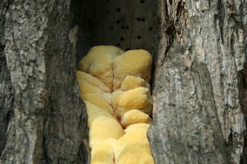 Comment soigner et boucher une cavité dans un pommier : Traitement du tronc selon les règles