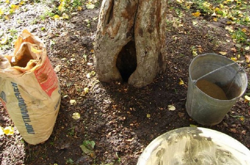 Comment soigner et boucher une cavité dans un pommier : Traitement du tronc selon les règles