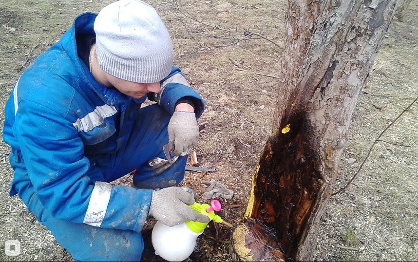 Comment soigner et boucher une cavité dans un pommier : Traitement du tronc selon les règles