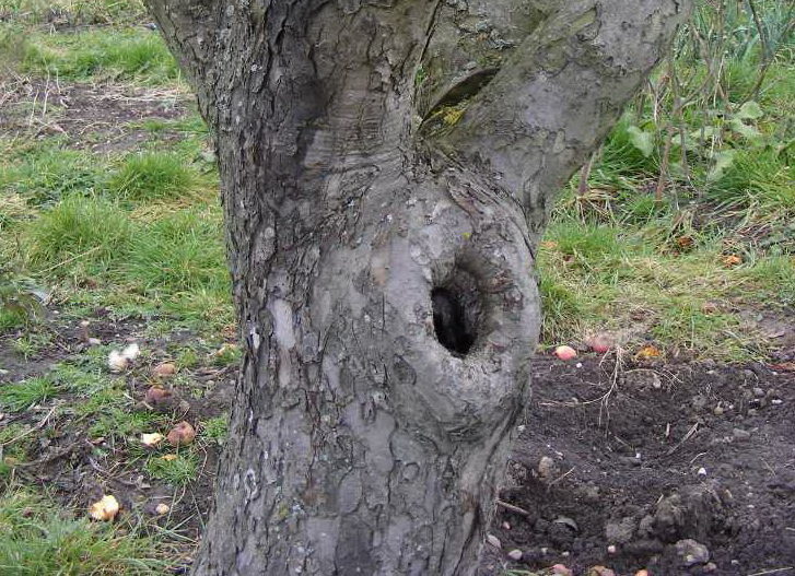 Comment soigner et boucher une cavité dans un pommier : Traitement du tronc selon les règles