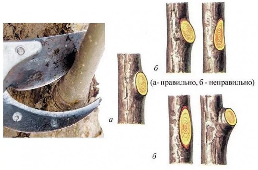 Taille des jeunes pommiers au printemps et en automne : conseils pour les jardiniers débutants