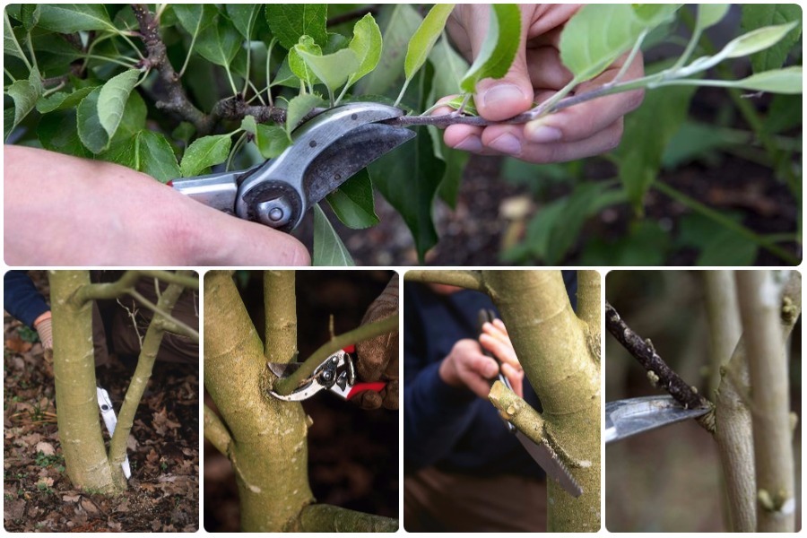 Taille des jeunes pommiers au printemps et en automne : conseils pour les jardiniers débutants