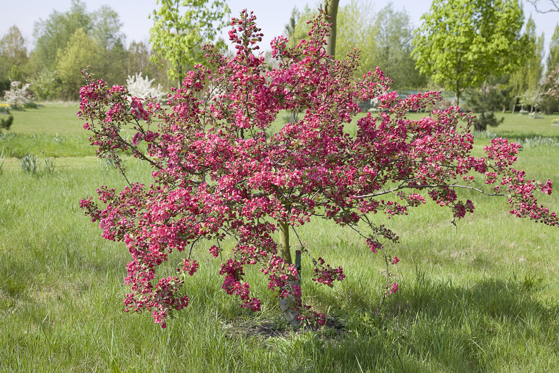 Pommier nain : Guide de plantation et d’entretien pour une bonne récolte