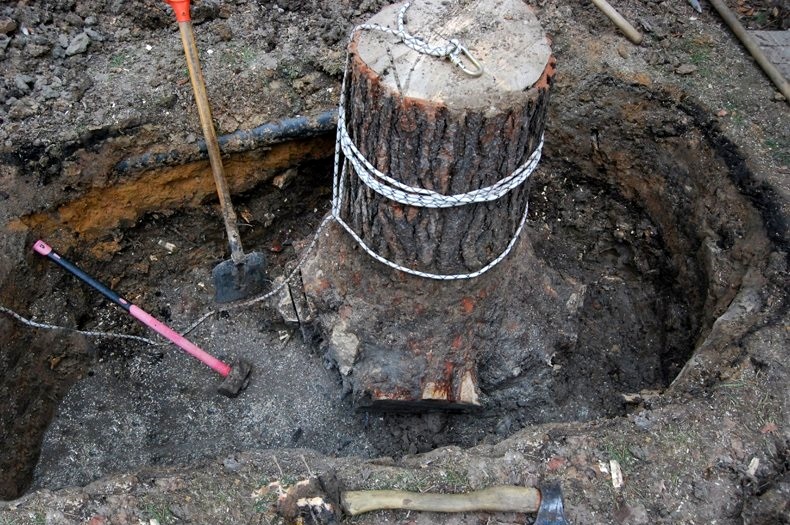 Comment déraciner un pommier : les meilleures méthodes pour enlever rapidement une souche d’un terrain