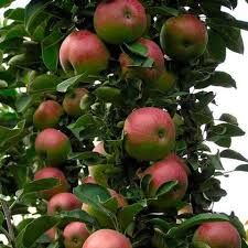 Pommier Senator : caractéristiques de la variété et entretien