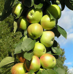 Pommier Delight : caractéristiques de la variété et entretien