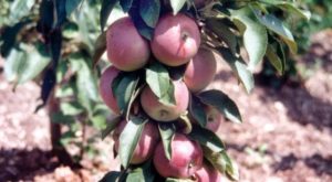 Pommier Geyser : Variété et conseils d’entretien