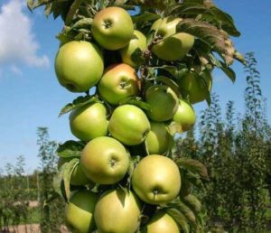 Pommier Garland : caractéristiques de la variété et entretien