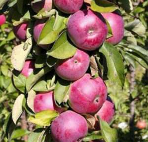 Poésie autour du pommier : caractéristiques de la variété et des soins