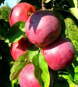 Pommier de conférence : caractéristiques de la variété et entretien