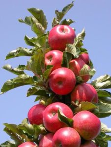 Pommier Strela : caractéristiques de la variété et entretien