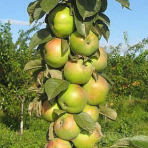 Pommier Luch : caractéristiques de la variété et entretien