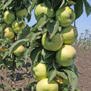 Dialogue sur le pommier : caractéristiques de la variété et entretien