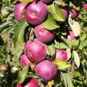 Pommier Yesenia : caractéristiques de la variété et entretien