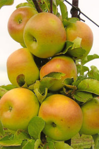 Collier d'ambre de pommier : caractéristiques de la variété et entretien