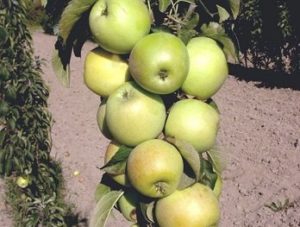 Pommier Iksha : caractéristiques de la variété et entretien