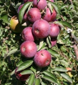 Pommier ‘Constellation’ : caractéristiques de la variété et entretien