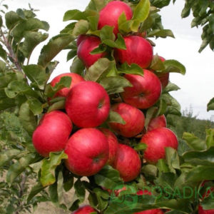 Pommier Barguzin : caractéristiques de la variété et entretien