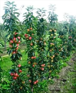 Pommier Barguzin : caractéristiques de la variété et entretien