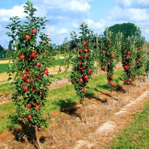 Poésie autour du pommier : caractéristiques de la variété et des soins
