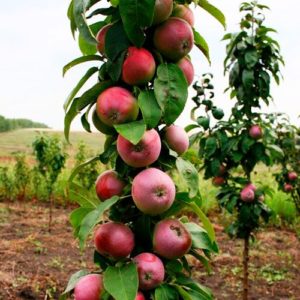 Pommier de conférence : caractéristiques de la variété et entretien