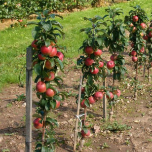 Gin de pommier : caractéristiques de la variété et entretien