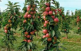 Pommier Triomphe : caractéristiques de la variété et entretien