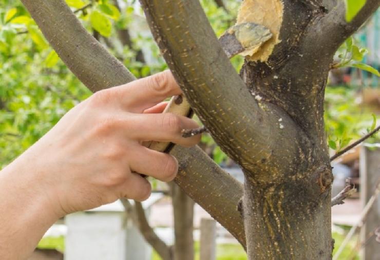 vernis de jardin pour pommiers