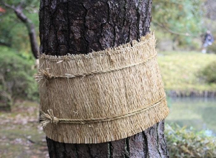 Ceinture anti-fourmis et autres insectes : protéger les arbres de jardin des parasites