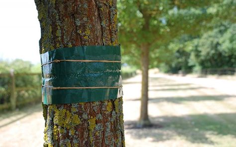Ceinture anti-fourmis et autres insectes : protéger les arbres de jardin des parasites