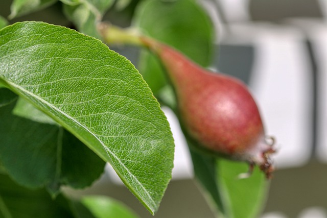 Soins des pommiers tout au long de l'année : les secrets d'une bonne récolte