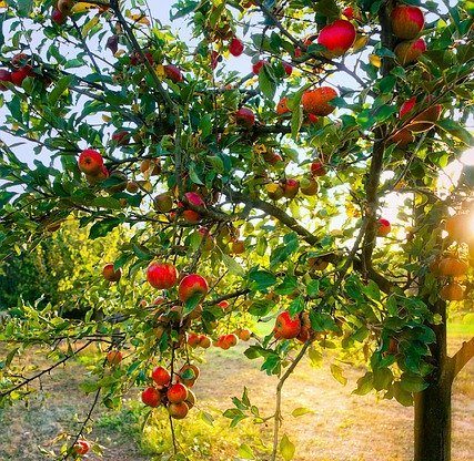 Tratamentul grădinii cu uree: reguli pentru pulverizarea copacilor și arbuștilor primăvara pentru nutriție și combaterea dăunătorilor