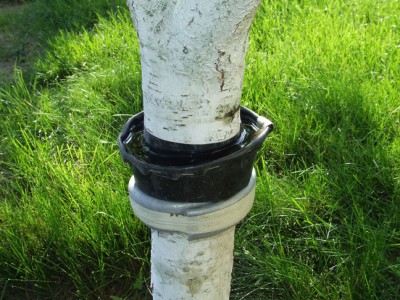 Ceinture anti-fourmis et autres insectes : protéger les arbres de jardin des parasites