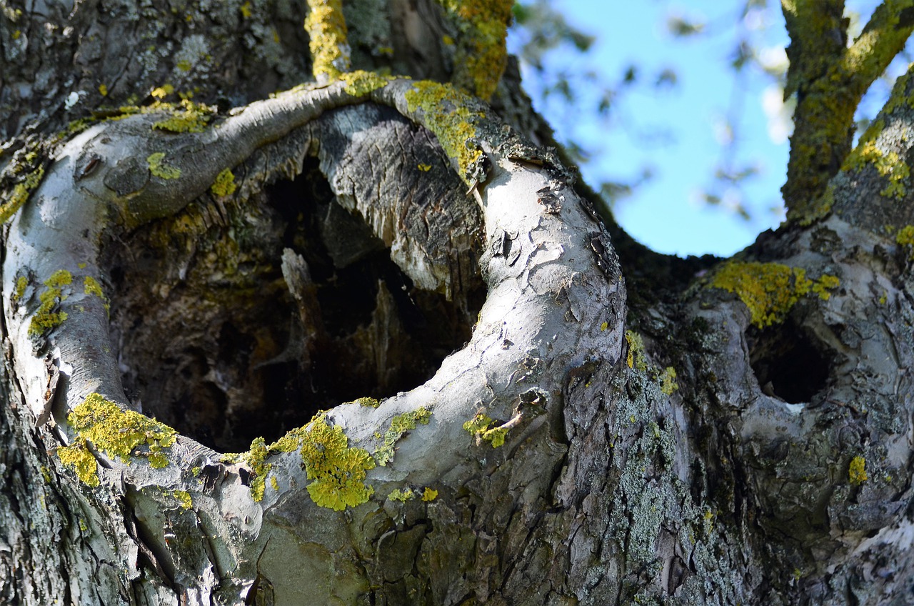 Soins des pommiers tout au long de l'année : les secrets d'une bonne récolte
