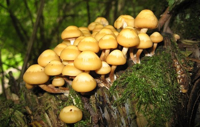 Comment déraciner un pommier : les meilleures méthodes pour enlever rapidement une souche d’un terrain