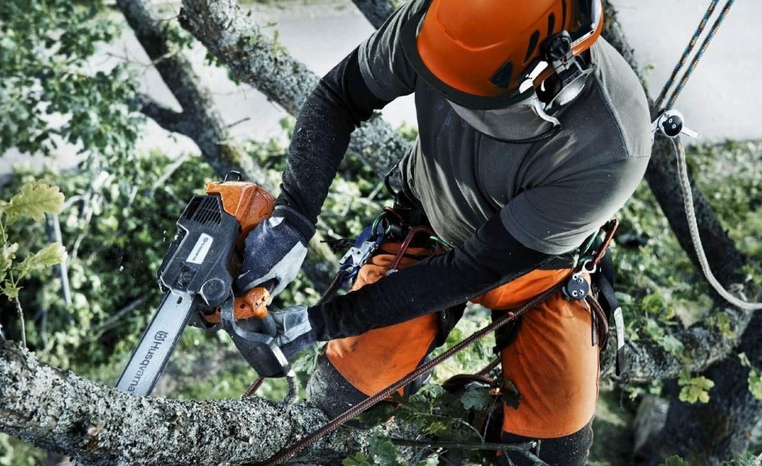Traitement des coupes : comment sceller les branches de pommier coupées sans conséquences