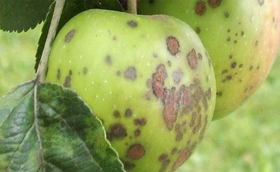 Fertiliser les pommiers au printemps pour une bonne récolte