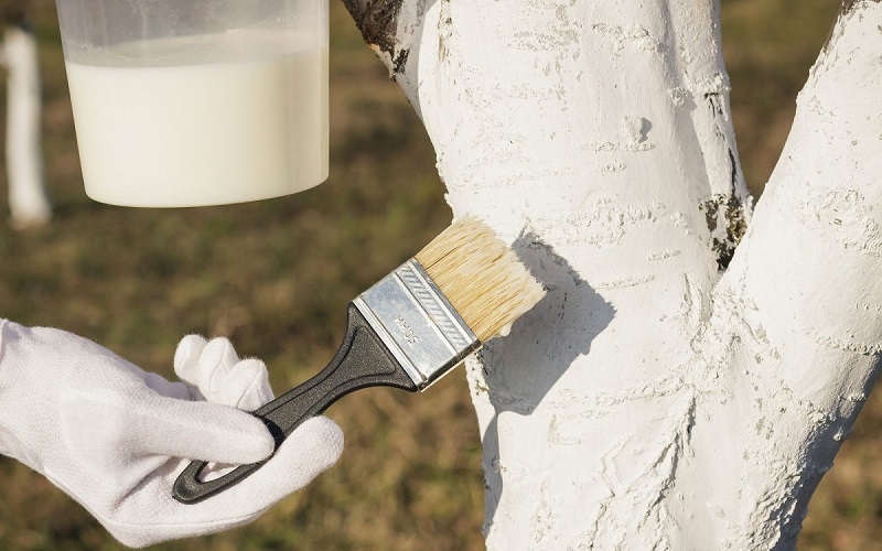 O tronco da macieira rachou: o que fazer e como tratar a rachadura?