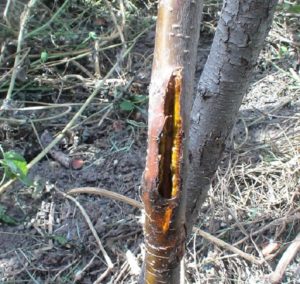 Pourquoi l'écorce des arbres fruitiers se fissure-t-elle et comment y remédier ?
