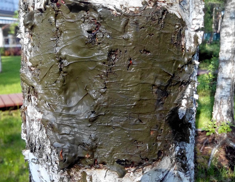 O tronco da macieira rachou: o que fazer e como tratar a rachadura?