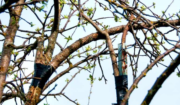 Que faire si une branche de pommier casse : réparer, renforcer et sceller