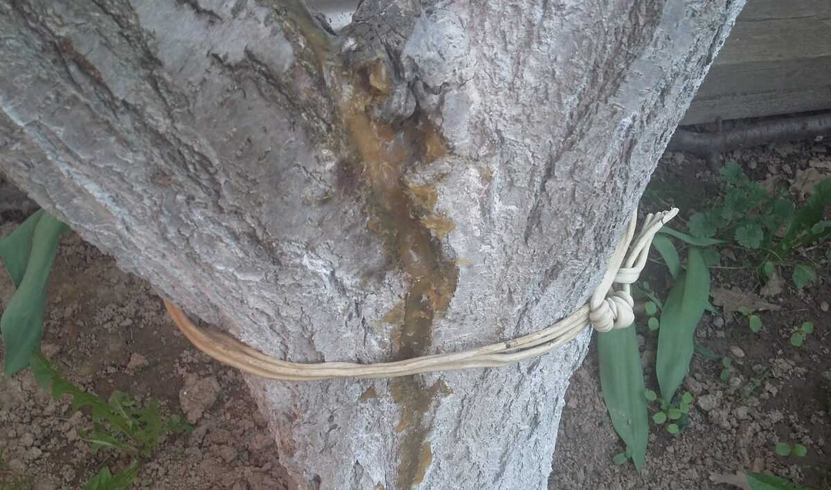 Que faire si une branche de pommier casse : réparer, renforcer et sceller